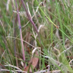 Thelymitra ixioides at Mongarlowe, NSW - suppressed