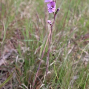 Thelymitra ixioides at Mongarlowe, NSW - 5 Nov 2022