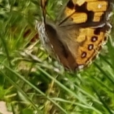 Vanessa kershawi (Australian Painted Lady) at Bungendore, NSW - 5 Nov 2022 by clarehoneydove