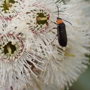 Heteromastix sp. (genus) at Murrumbateman, NSW - 5 Nov 2022 01:37 PM