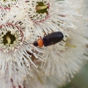 Heteromastix sp. (genus) at Murrumbateman, NSW - 5 Nov 2022 01:37 PM