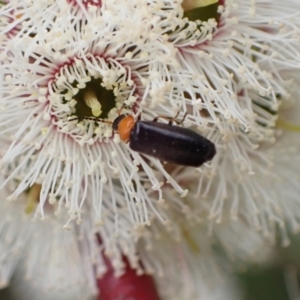 Heteromastix sp. (genus) at Murrumbateman, NSW - 5 Nov 2022 01:37 PM