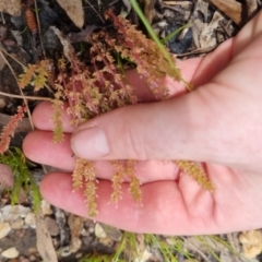 Crassula sieberiana at Bungendore, NSW - 5 Nov 2022