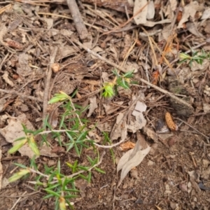 Lissanthe strigosa subsp. subulata at Bungendore, NSW - 5 Nov 2022