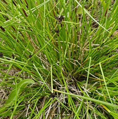 Schoenus apogon (Common Bog Sedge) at Griffith, ACT - 5 Nov 2022 by SRoss