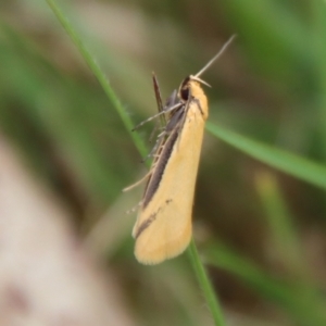 Philobota mathematica group undescribed species. at Mongarlowe, NSW - suppressed