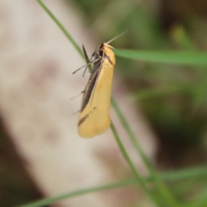 Philobota mathematica group undescribed species. at Mongarlowe, NSW - suppressed