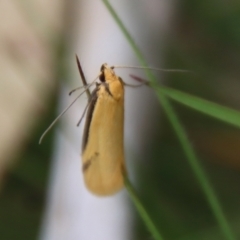 Philobota mathematica group undescribed species. at Mongarlowe, NSW - suppressed