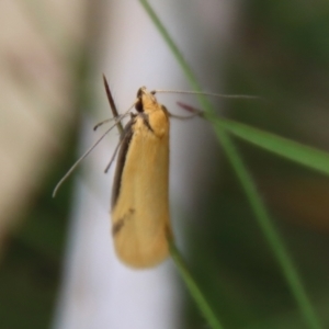 Philobota mathematica group undescribed species. at Mongarlowe, NSW - suppressed