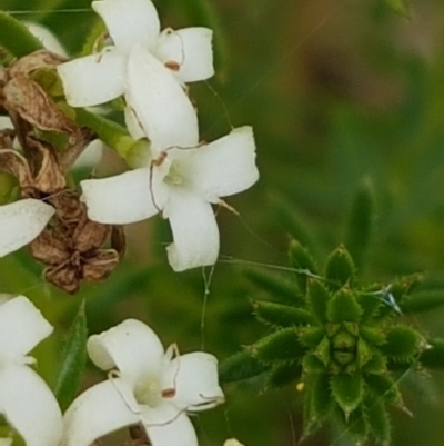 Asperula conferta (Common Woodruff) at Griffith, ACT - 5 Nov 2022 by SRoss