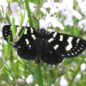 Phalaenoides tristifica at Paddys River, ACT - 5 Nov 2022