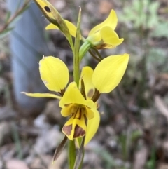 Diuris sulphurea (Tiger Orchid) at Jerrabomberra, NSW - 5 Nov 2022 by SteveBorkowskis