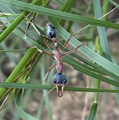Myrmecia nigriceps (Black-headed bull ant) at Jerrabomberra, NSW - 5 Nov 2022 by SteveBorkowskis