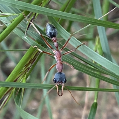 Myrmecia nigriceps (Black-headed bull ant) at Jerrabomberra, NSW - 5 Nov 2022 by Steve_Bok