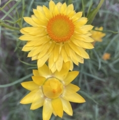 Xerochrysum viscosum (Sticky Everlasting) at Mount Jerrabomberra - 5 Nov 2022 by Steve_Bok