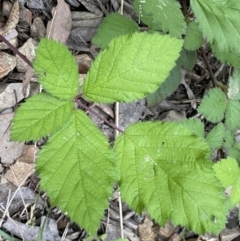 Rubus fruticosus sp. aggregate (Blackberry) at Mount Jerrabomberra QP - 5 Nov 2022 by Steve_Bok