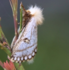 Epicoma melanosticta (Common Epicoma) at Mongarlowe, NSW - 5 Nov 2022 by LisaH