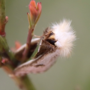 Epicoma melanosticta at Mongarlowe, NSW - 5 Nov 2022