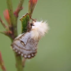 Epicoma melanosticta at Mongarlowe, NSW - 5 Nov 2022