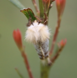 Epicoma melanosticta at Mongarlowe, NSW - 5 Nov 2022