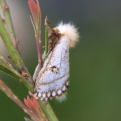 Epicoma melanosticta at Mongarlowe, NSW - 5 Nov 2022