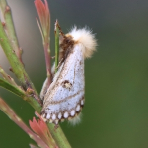 Epicoma melanosticta at Mongarlowe, NSW - 5 Nov 2022