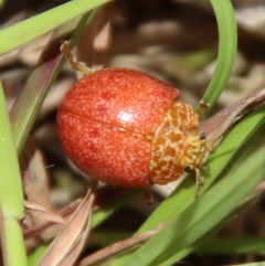 Paropsis sp. (genus) (A leaf beetle) at Mongarlowe, NSW - 5 Nov 2022 by LisaH