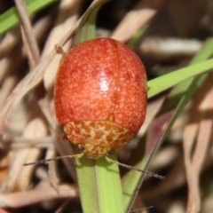 Paropsis sp. (genus) at Mongarlowe, NSW - 5 Nov 2022