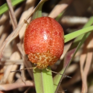 Paropsis sp. (genus) at Mongarlowe, NSW - suppressed