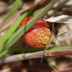 Paropsis sp. (genus) at Mongarlowe, NSW - suppressed