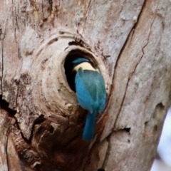 Todiramphus sanctus (Sacred Kingfisher) at Mongarlowe, NSW - 5 Nov 2022 by LisaH