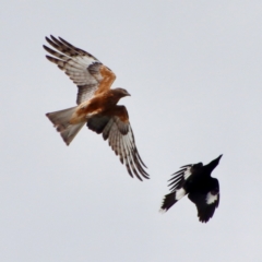 Lophoictinia isura (Square-tailed Kite) at Mongarlowe, NSW - 5 Nov 2022 by LisaH