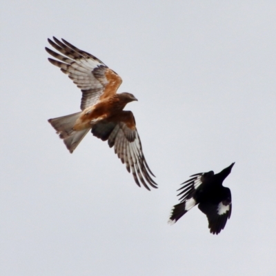 Lophoictinia isura (Square-tailed Kite) at Mongarlowe River - 5 Nov 2022 by LisaH