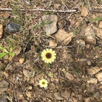 Tolpis barbata (Yellow Hawkweed) at Woodstock Nature Reserve - 5 Nov 2022 by Dora