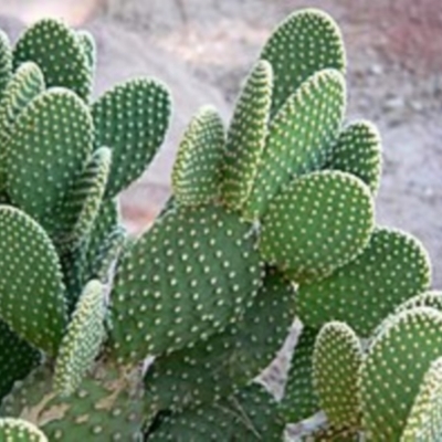 Opuntia sp. (Prickly Pear) at Bruce, ACT - 5 Nov 2022 by ix