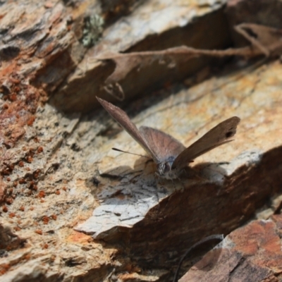 Erina hyacinthina (Varied Dusky-blue) at Aranda, ACT - 30 Oct 2022 by Tammy