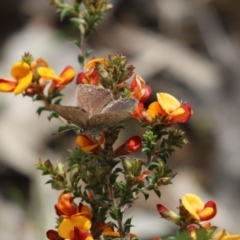 Erina hyacinthina at Aranda, ACT - 30 Oct 2022