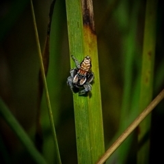 Maratus plumosus (Plumed Peacock Spider) at Mount Taylor - 5 Nov 2022 by Ct1000