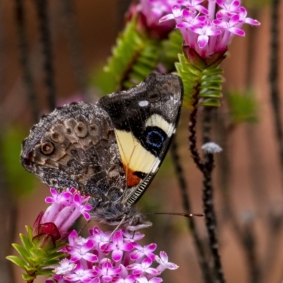 Vanessa itea (Yellow Admiral) at Penrose, NSW - 5 Nov 2022 by Aussiegall