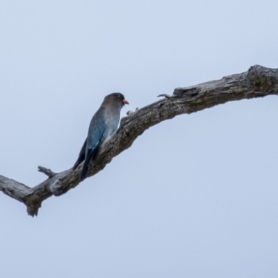 Eurystomus orientalis (Dollarbird) at Penrose, NSW - 30 Oct 2022 by Aussiegall