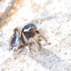 Maratus anomalus at Oallen, NSW - suppressed