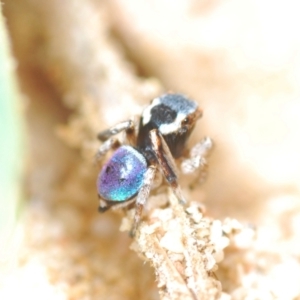 Maratus anomalus at Oallen, NSW - suppressed