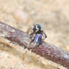 Maratus anomalus at Oallen, NSW - suppressed