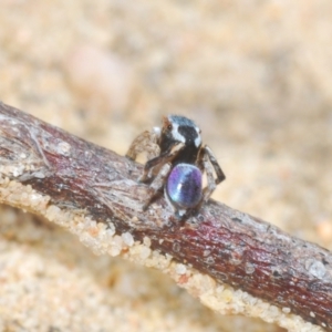 Maratus anomalus at Oallen, NSW - suppressed