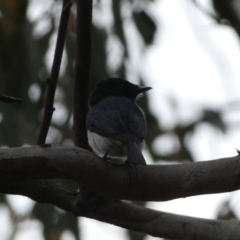 Myiagra cyanoleuca (Satin Flycatcher) at Mount Jerrabomberra QP - 5 Nov 2022 by Steve_Bok