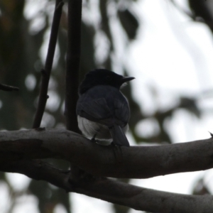 Myiagra cyanoleuca at Jerrabomberra, NSW - 5 Nov 2022 06:56 PM