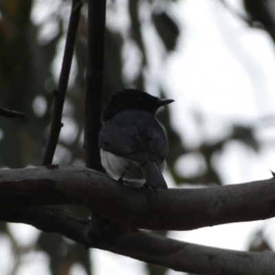 Myiagra cyanoleuca (Satin Flycatcher) at Mount Jerrabomberra QP - 5 Nov 2022 by SteveBorkowskis