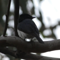 Myiagra cyanoleuca at Jerrabomberra, NSW - 5 Nov 2022 06:56 PM