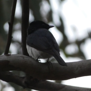 Myiagra cyanoleuca at Jerrabomberra, NSW - 5 Nov 2022 06:56 PM