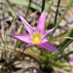 Romulea rosea var. australis (Onion Grass) at Lake George, NSW - 4 Nov 2022 by drakes